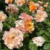 kateb682